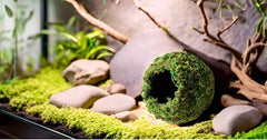 Galapagos cachette terrarium en mousse verte, decor naturel et discret.