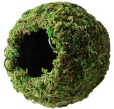 Galapagos caverne mousse verte 6 pouces, refuge fiable pour reptiles.