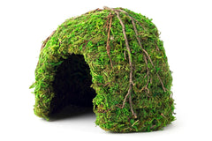 Galápagos Mossy Dome Hide – vue haute, réfuge humide pour reptiles.