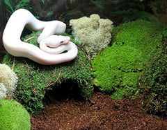 Galapagos refuge reptile en mousse verte, idéal pour terrariums humides.