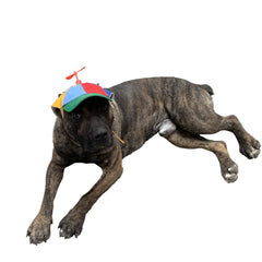 GEANBAYE chapeau chien avec helice et reflets irisés, maintien sûr pendant les jeux.