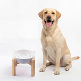 Generic bol ralentisseur en céramique pour chiens moyens et grands, pratique et sûr.