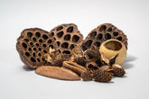 Generic Seed Pod Botanicals pour aquarium: cachettes et biofilm.