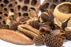 Generic Seed Pod Botanicals: habitat microfaune eau pour un milieu riche.