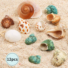 Giftvest coquilles hermit crab tailles moyennes et grandes pour crabe en croissance.