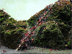 GlasGarten Crevettes en action: nourrissage prolongé grâce aux sucettes.