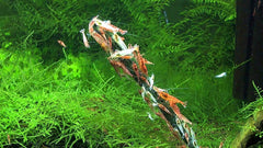GlasGarten Quatre saveurs: variété pour l'alimentation des crevettes.