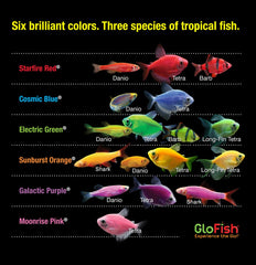 Filtre interne Tetra Whisper du GloFish pour eau claire et stable