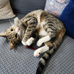 Go Cat Da Fur Thing en action sur un chat, engagement naturel