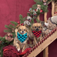 Bandana Gofshy lavable en machine, entretien aisé pour chien.