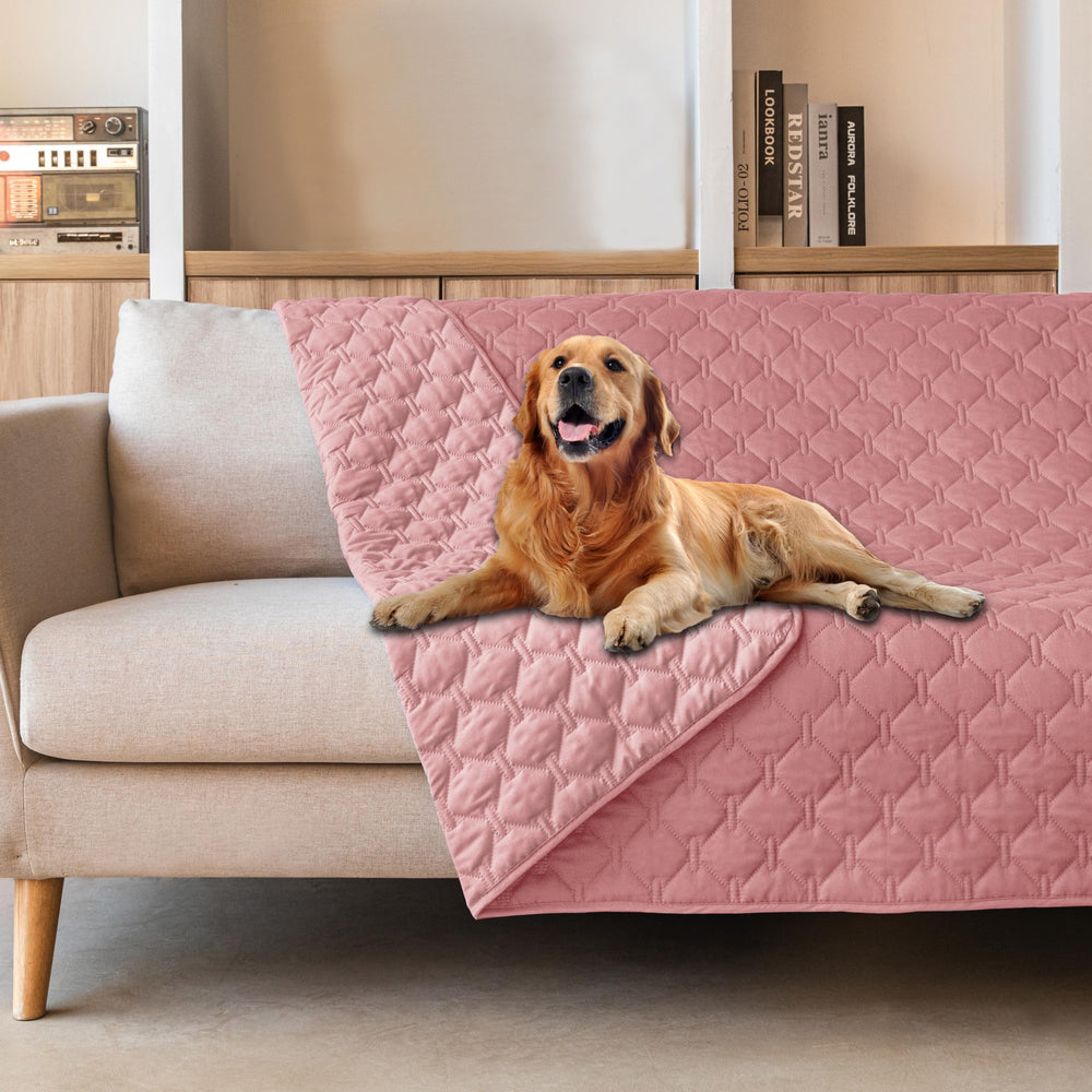Couverture gogobunny sur canapé, protection contre griffures et accidents domestiques.