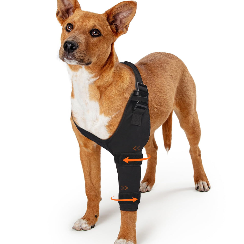 GoGoPaw protège-coude chien en action, soutien et mobilité améliorés.