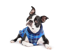 Goldpaw Duluth, pull bleu carreaux, pour petit chien, chaleur agréable.