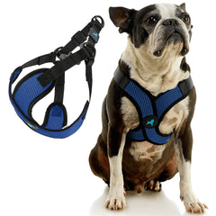 Harnais Gooby Comfort X bleu, boucle rapide facilitant l’habillage.