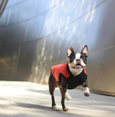 Gooby Fashion Vest violet vu de dos, look moderne et coupe adaptée.