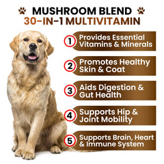 Grateful Pawz: gommes chien champignons criniere-de-lion, peau saine et pelage brillant.