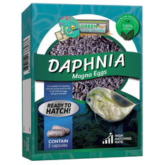 GREEN WATER FARM Daphnia Magna œufs: nourrir les poissons betta