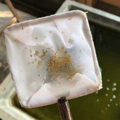 GREEN WATER FARM Survie-poisson: nourriture vivante sans additifs