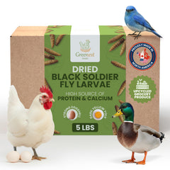 Greenest Treats - larves-mouche-soldat-noire-poulets : source naturelle de protéines pour des poulets vigoureux.