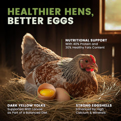 Greenest Treats - larves-mouche-soldat-noire-proteines-calcium: soutien naturel des coquilles et plumage.