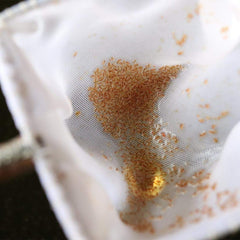 GreenWaterFarm poisson betta en mouvement grâce à une alimentation vivante.
