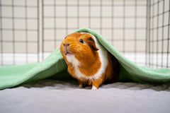 GuineaDad Poche creusage intégrée pour exploration ludique.