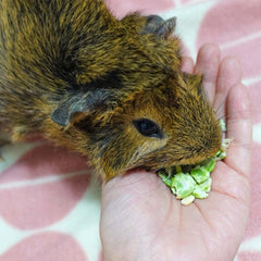 GuineaDad Flocons de Pois, emballage double couvercle facilitant le partage.