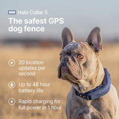 Halo Collar 5 – batterie 48 heures pour une protection continue.