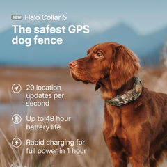 Halo Collar 5 localisation en temps réel via l'application pour chien.