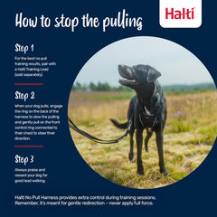 Halti No Pull Harness réfléchissant augmente la visibilité lors des sorties nocturnes.