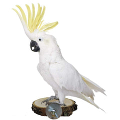 Hamiledyi design naturel qui sublime l’esthétique de la cage.