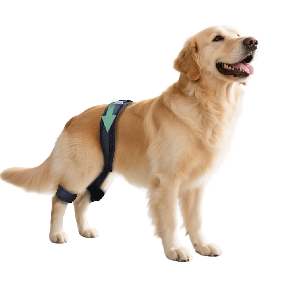 L'orthèse HAPPYHAO pour hanche du chien dysplasique offre un soutien stable.