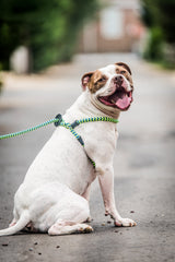 Harness Lead corde rembourrée offre un confort optimal lors des sorties