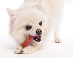 Jouet mordillage longue durée Hartz: idéal pour chien qui aime mâchouiller.