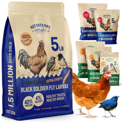 Hatortempt – larves noires séchées pour poules, riche en protéines et calcium.