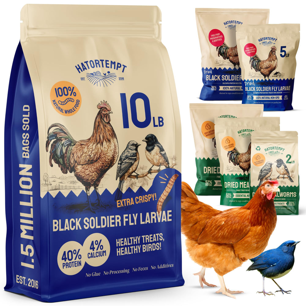Hatortempt larves noires soldat séchées, sachet 10 livres, riches en protéines pour poules.