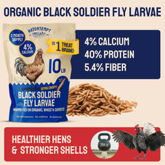 Hatortempt larves noires soldat séchées, vue des protéines élevées dans les larves.