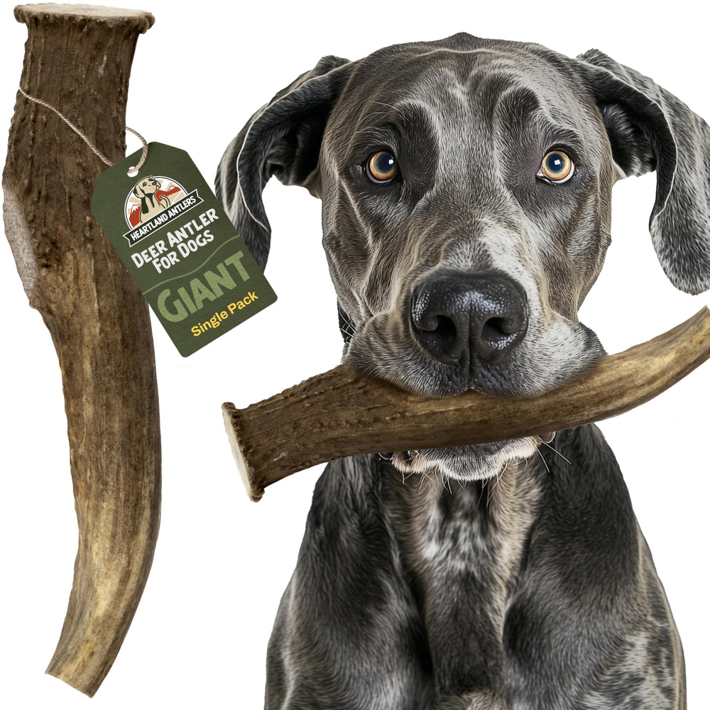 Heartland Antlers: corne de cerf géante 9 pouces, mordillage sûr et durable.