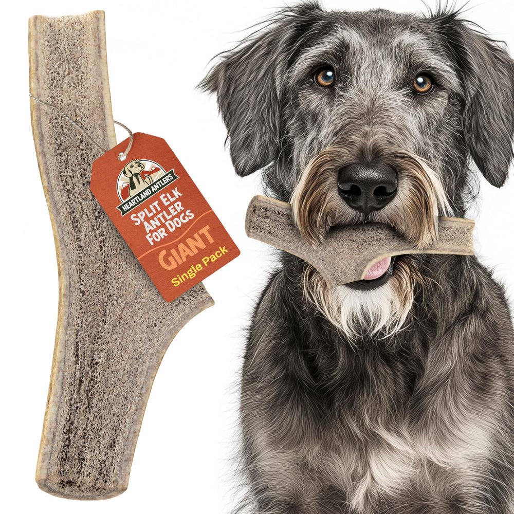 Heartland Elk Antlers pour chiens – dents propres grâce à la mastication prolongée