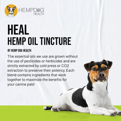 Application sur les gencives avec Hemp Dog Health HEAL, administration facile.