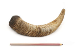 Herders Choice, deux pièces de cornes de chèvre sèches, portion pratique pour chiens moyens.