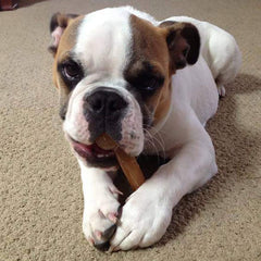 Himalayan Dog Chew Bone, emballage pratique pour garder le produit frais.