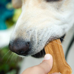 Himalayan Dog Chew Bone micro-ondes – préparation rapide d’une bouchée fromagée.