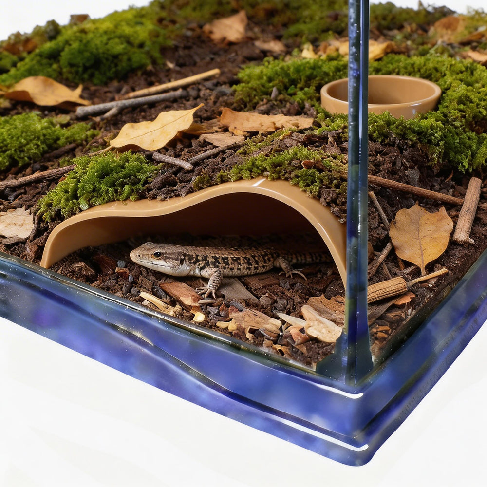 Hollima cachette-caverne angle-souterrain offre refuge sûr pour reptiles.
