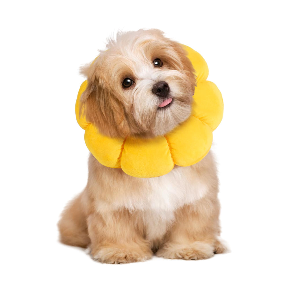 HOMBYS cône doux pour chien et chat – forme fleur, confort après chirurgie.