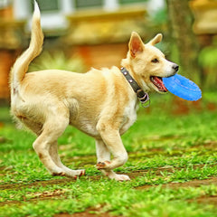 Hungdao jouet dentition chiot bleu osseux, parfait pour mordiller et refroidir.