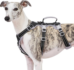 Huntboo harnais anti-évasion pour chien vue avant, sécurité et contrôle améliorés.