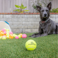 Hyper Pet balles-tennis utilisées avec lance-balles compatibles pour entraînement.