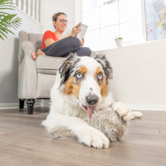 Hyper Pet Doggie Tail chien en mouvement attire l'attention et encourage le jeu.