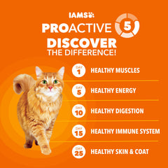IAMS Proactive Health chat mange croquettes saumon, repas appétissant et nourrissant